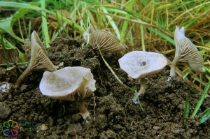 Kortstelige satijnzwam Entoloma rusticoides